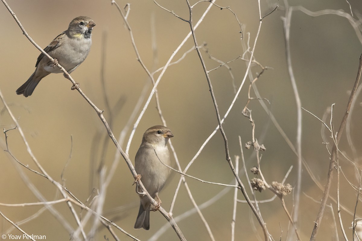 Dead Sea Sparrow - ML644542789