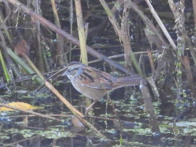 ヌマウタスズメ - ML644542804