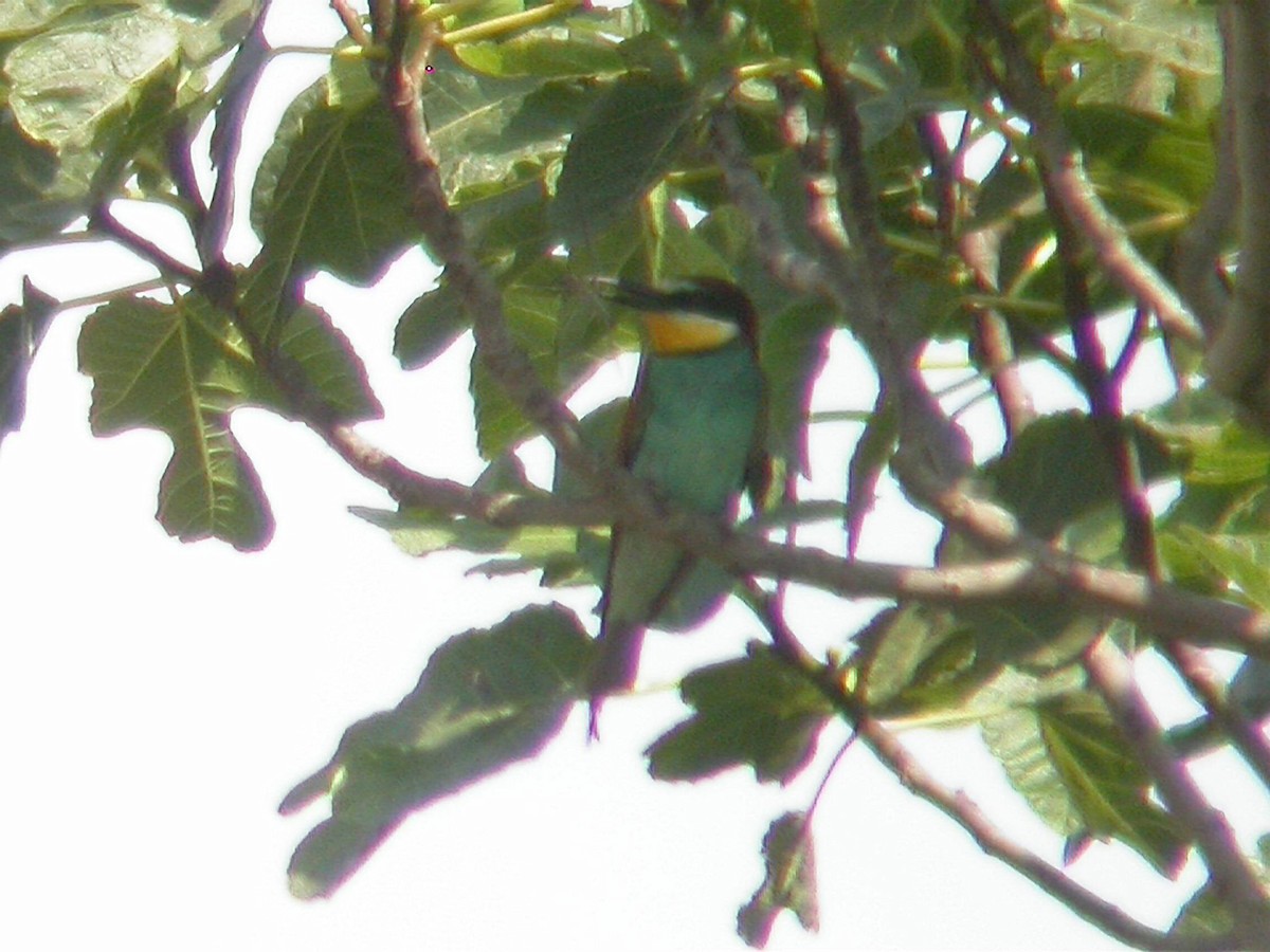 Guêpier d'Europe - ML644542807