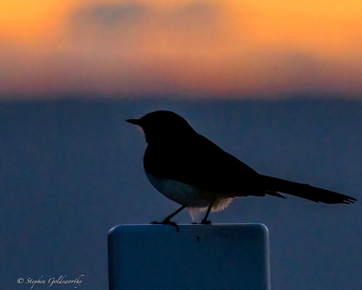 Willie-wagtail - ML644542808