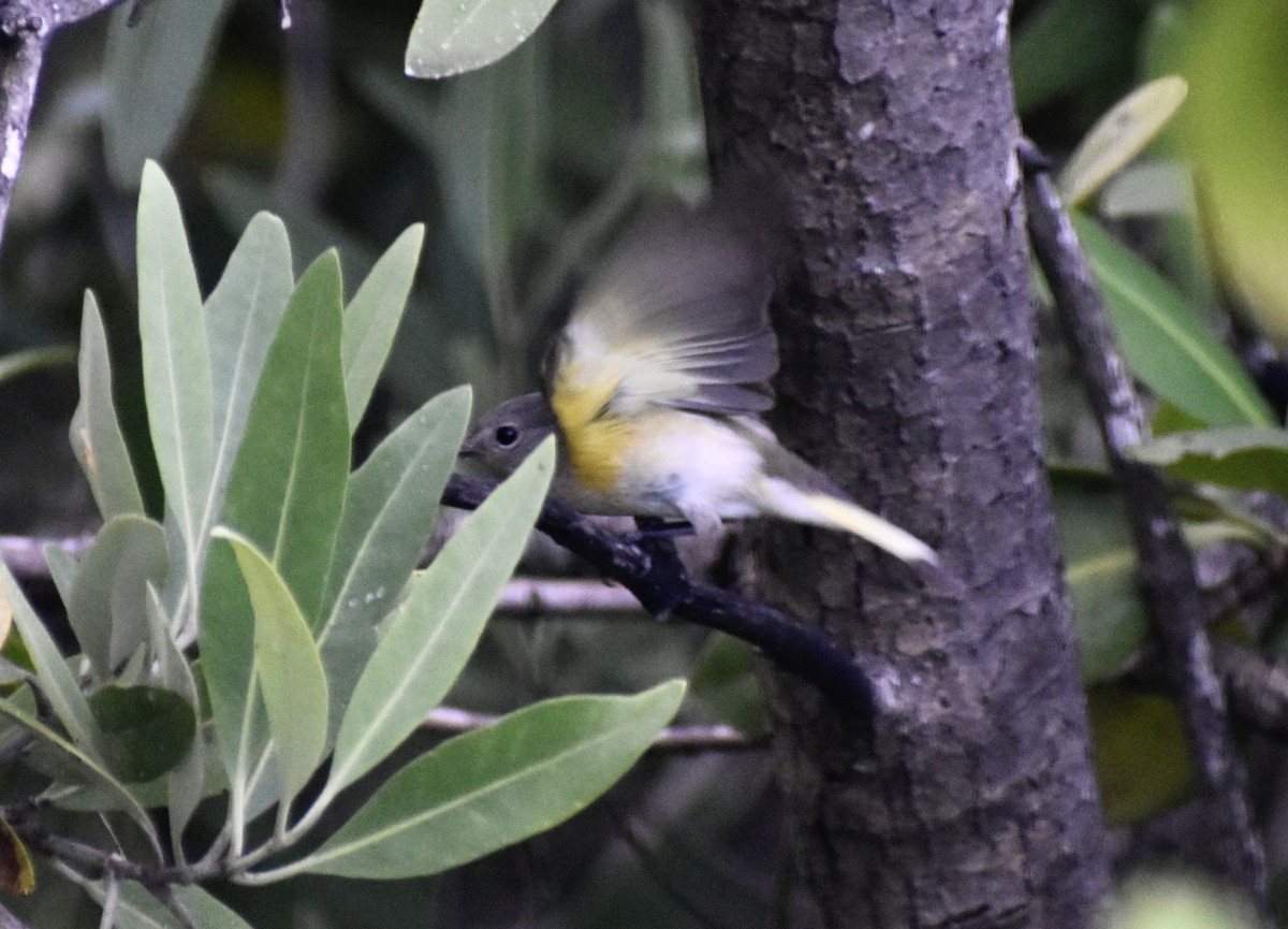 Kızıl Kuyruklu Ötleğen - ML644542810