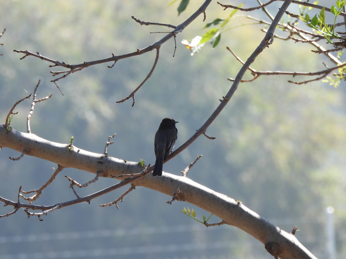 Black Phoebe - ML644542812