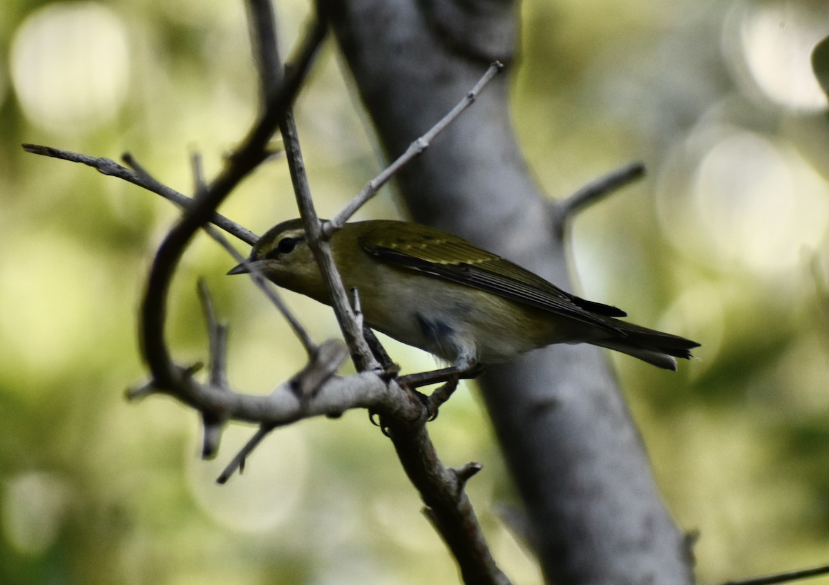Tennessee Warbler - ML644542825