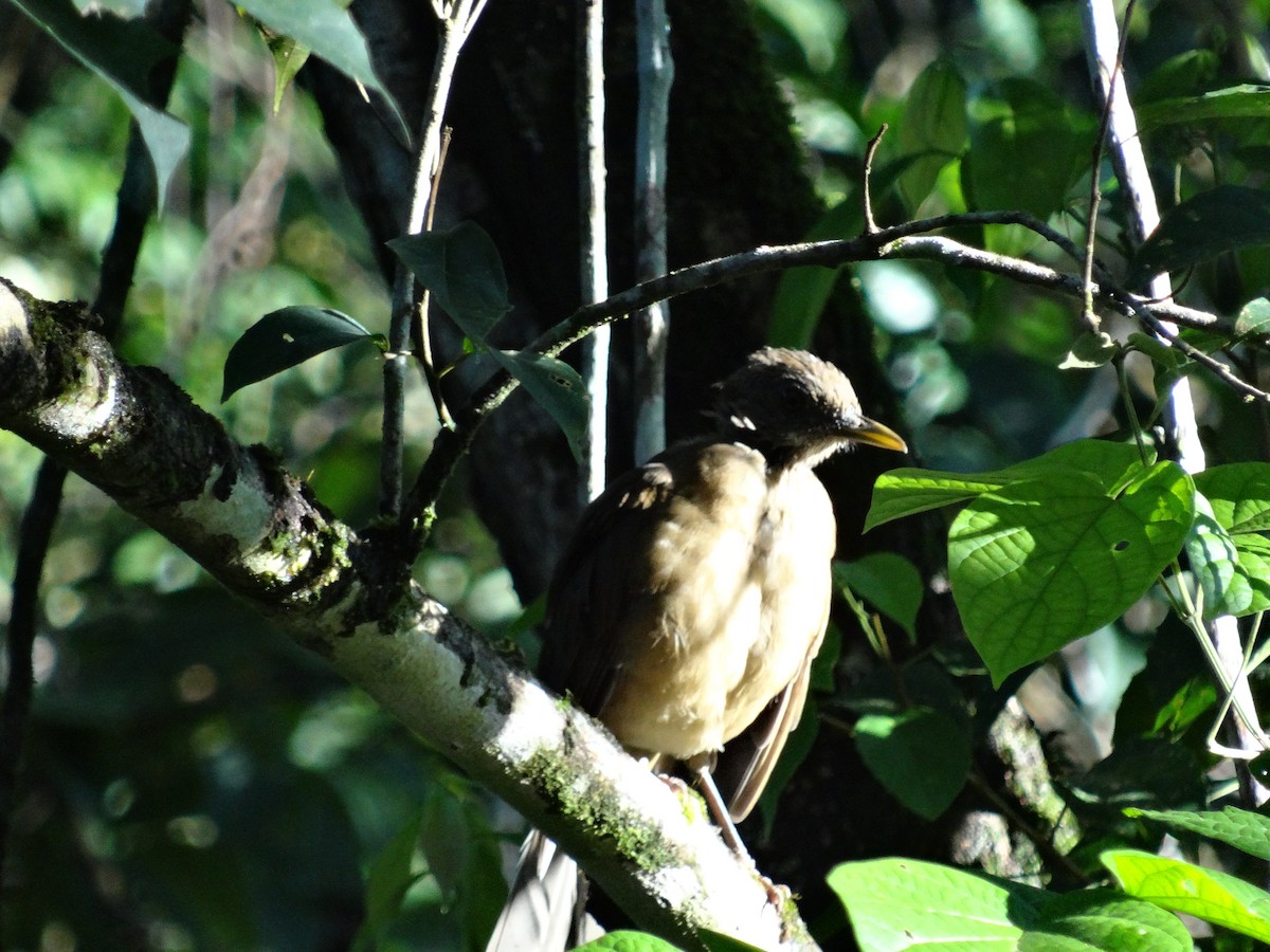 Clay-colored Thrush - ML644542827