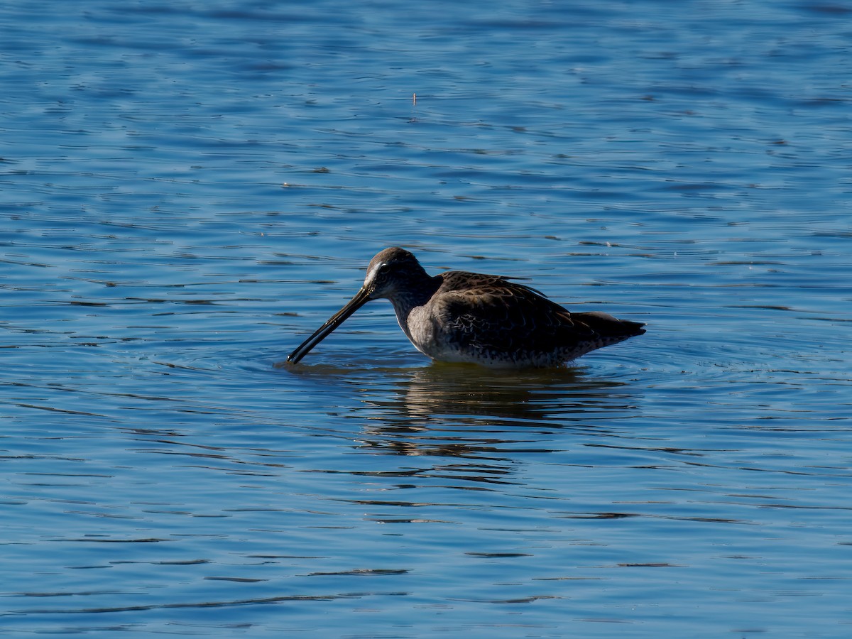 Long-billed Dowitcher - ML644542828