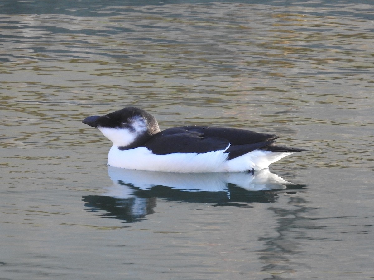 Razorbill - ML644542835