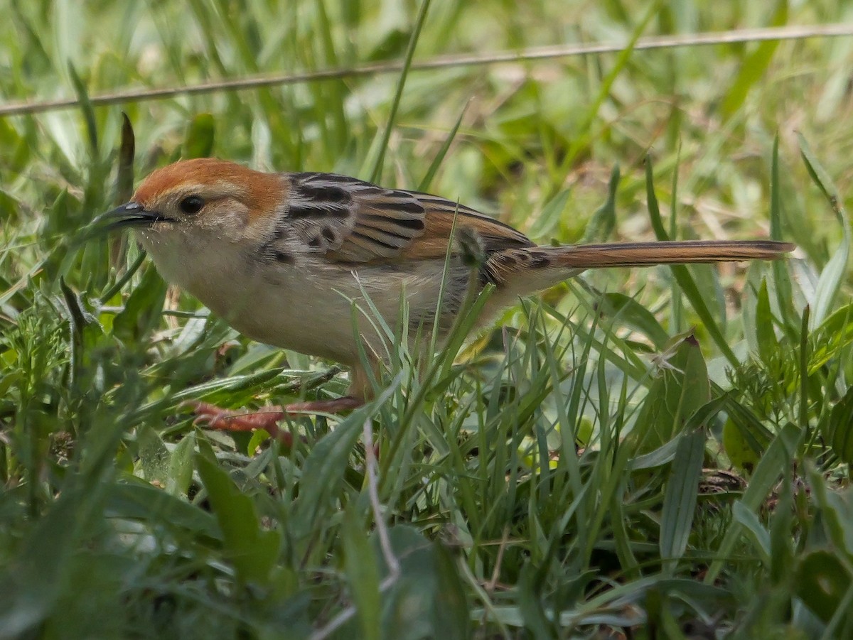 Levaillant's Cisticola - ML644542837