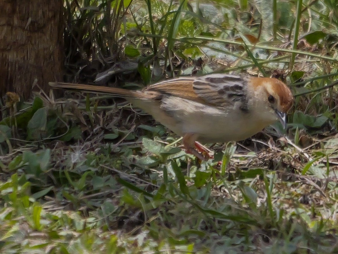 Levaillant's Cisticola - ML644542838