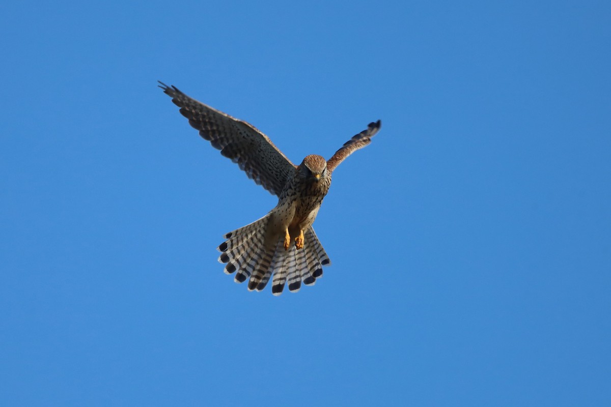 poštolka obecná - ML644542841