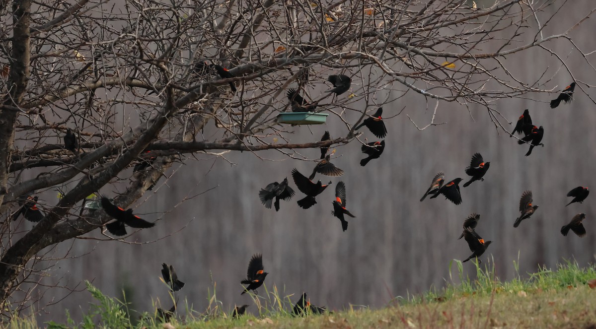 ハゴロモガラス - ML644542842