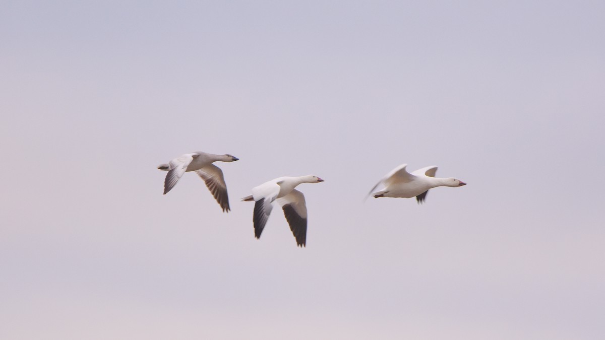 Цасны галуу - ML644542855