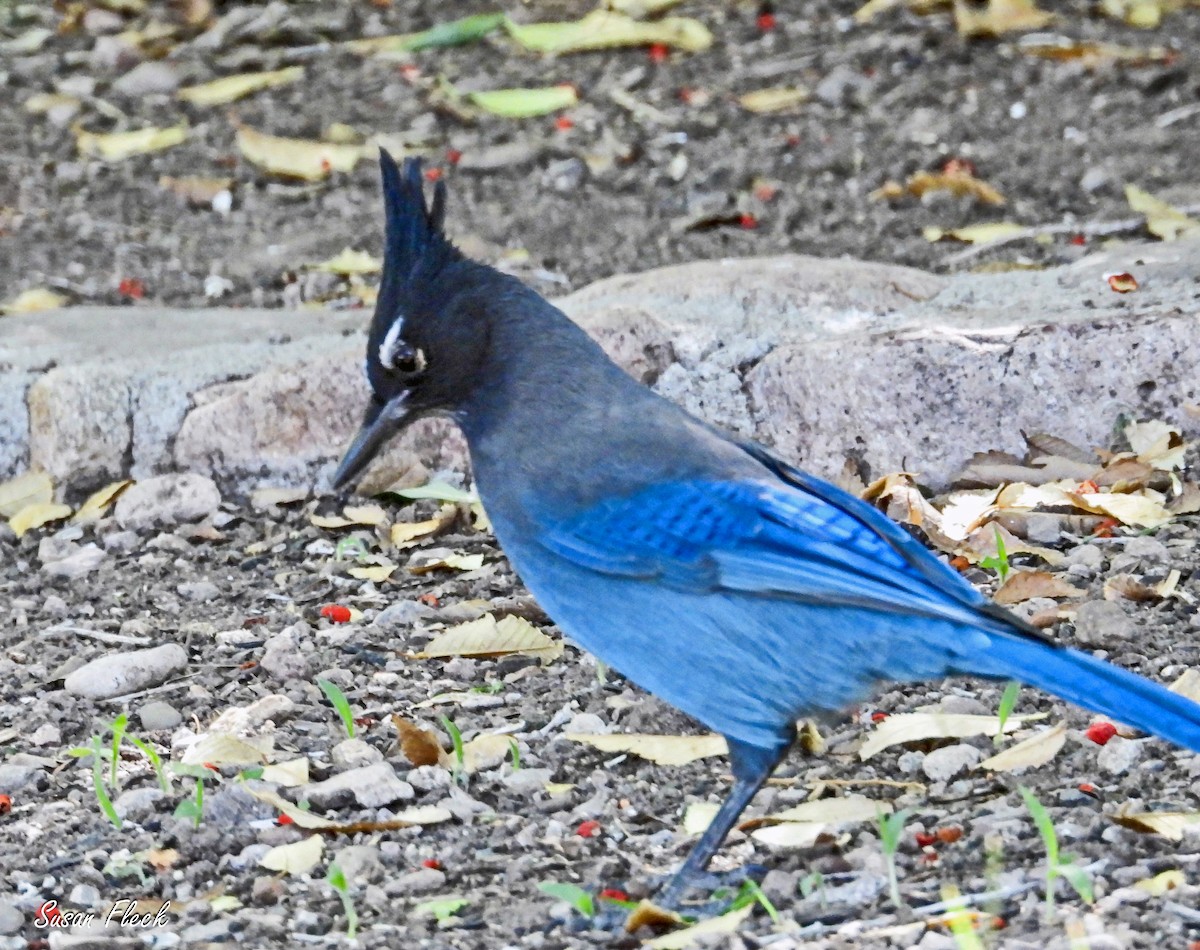 Steller's Jay - ML644542856