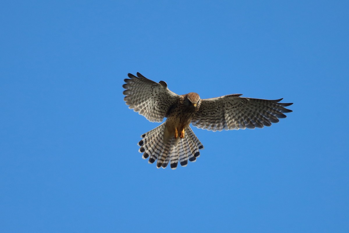 poštolka obecná - ML644542873