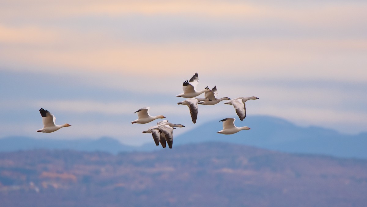 Цасны галуу - ML644542874