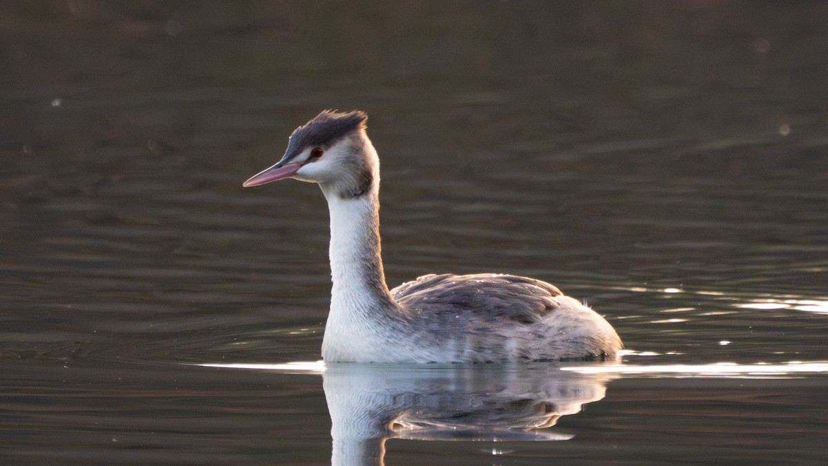 Отгот шунгуур - ML644542879