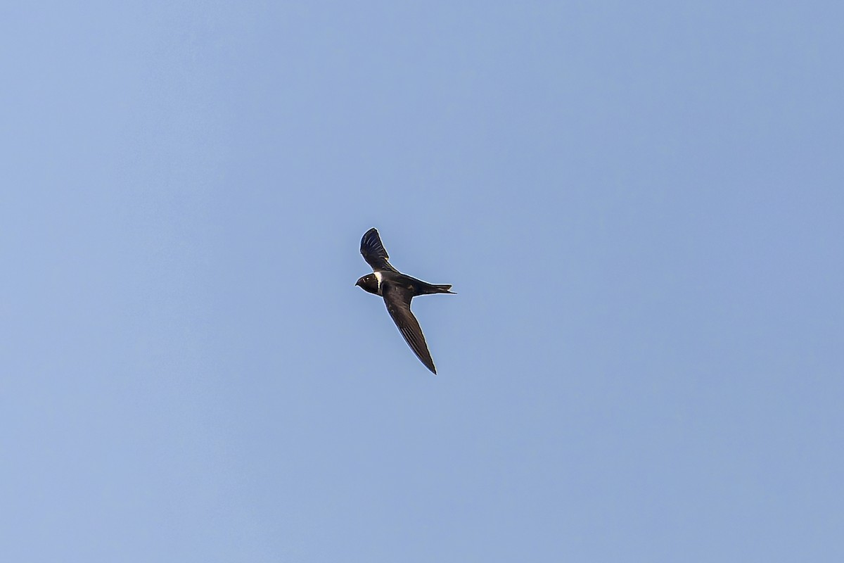 White-collared Swift - ML644542880