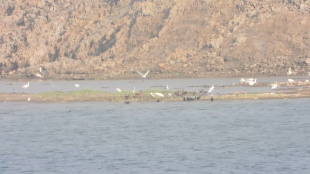 Hamerkop - ML644542883