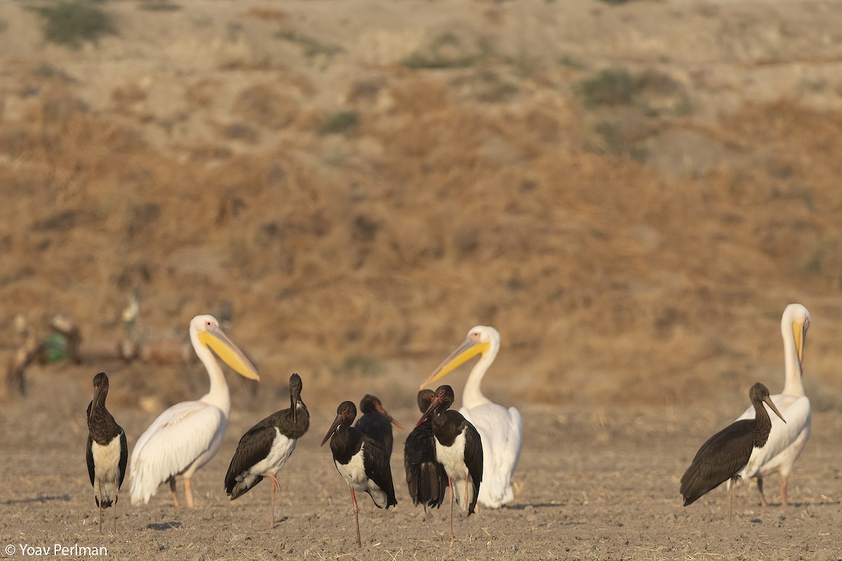 Black Stork - ML644542884