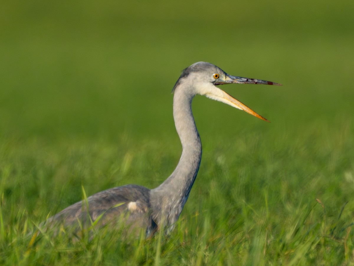 Хөх дэглий - ML644542885