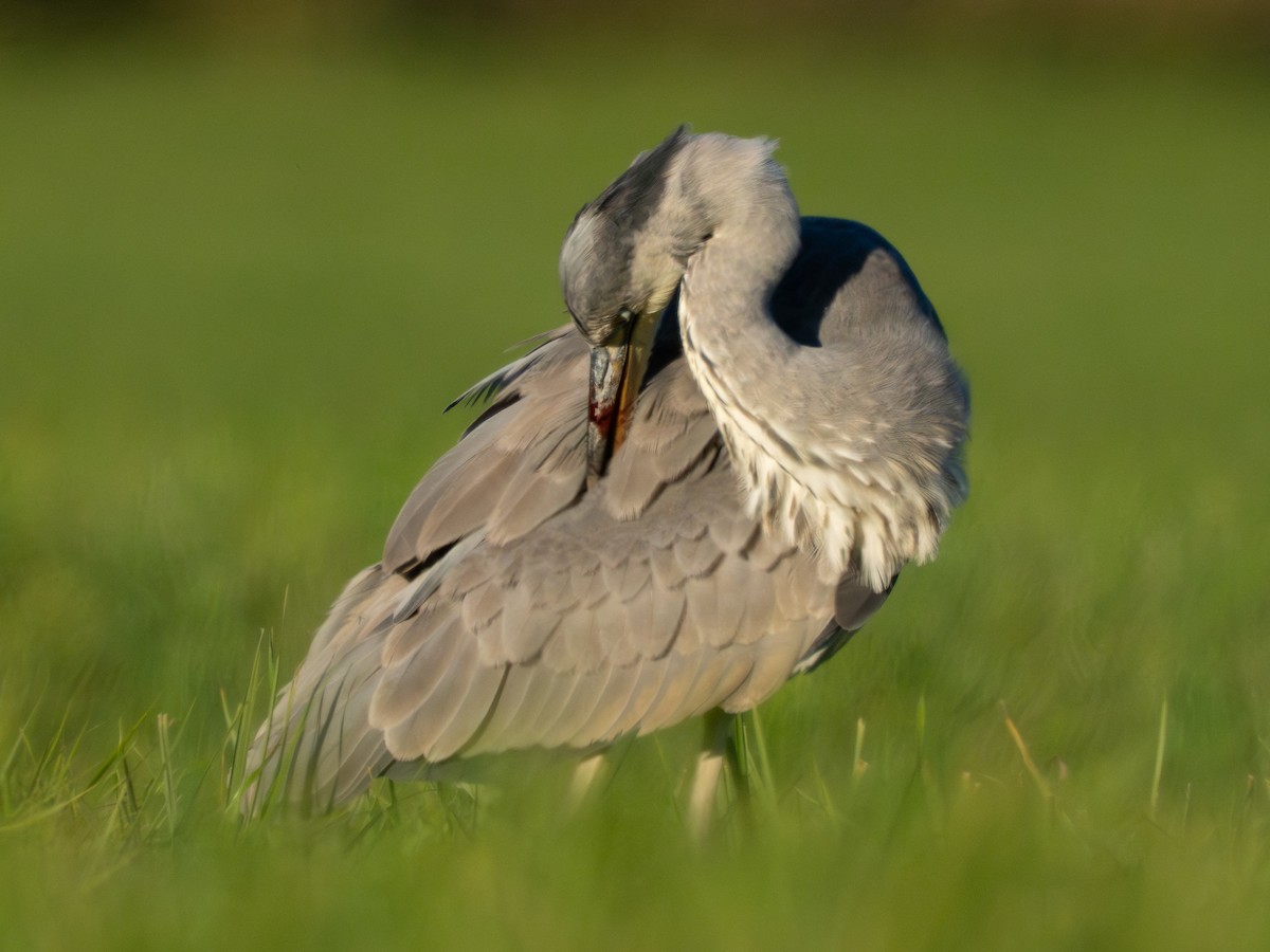 Хөх дэглий - ML644542886