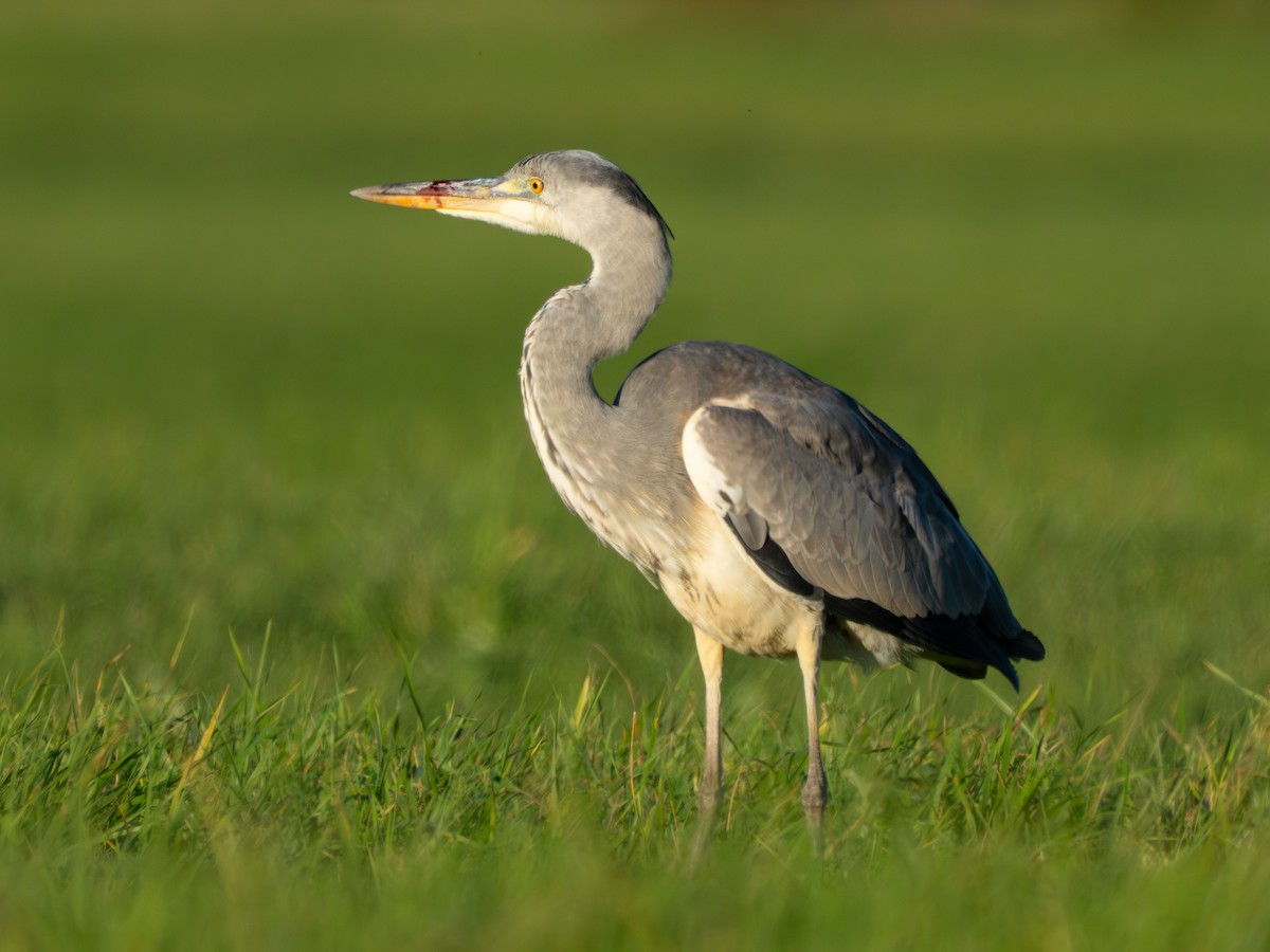 Хөх дэглий - ML644542887