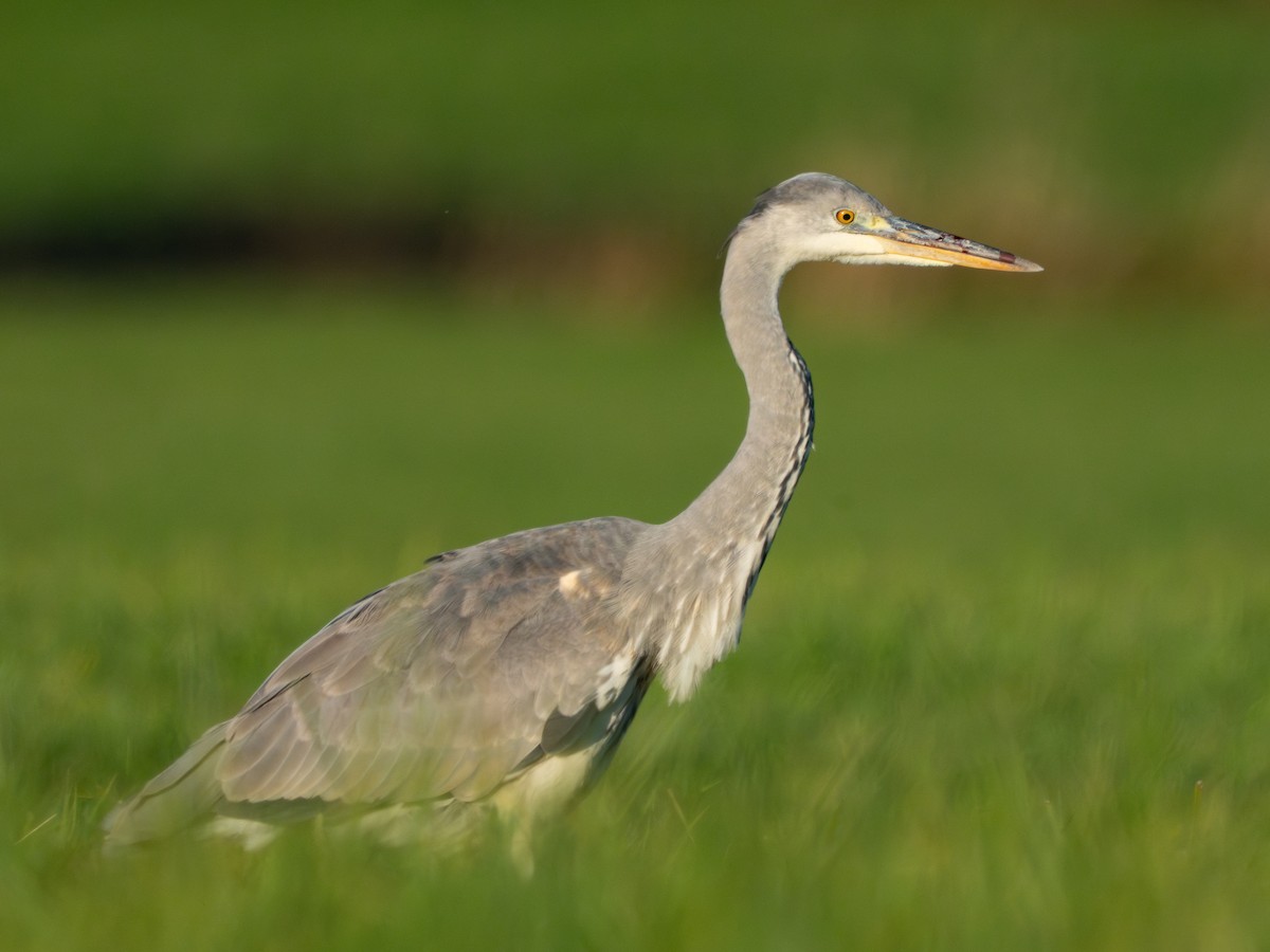 Хөх дэглий - ML644542888