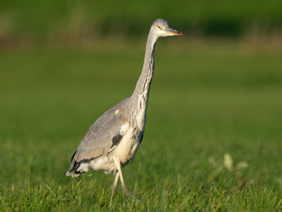 Хөх дэглий - ML644542889