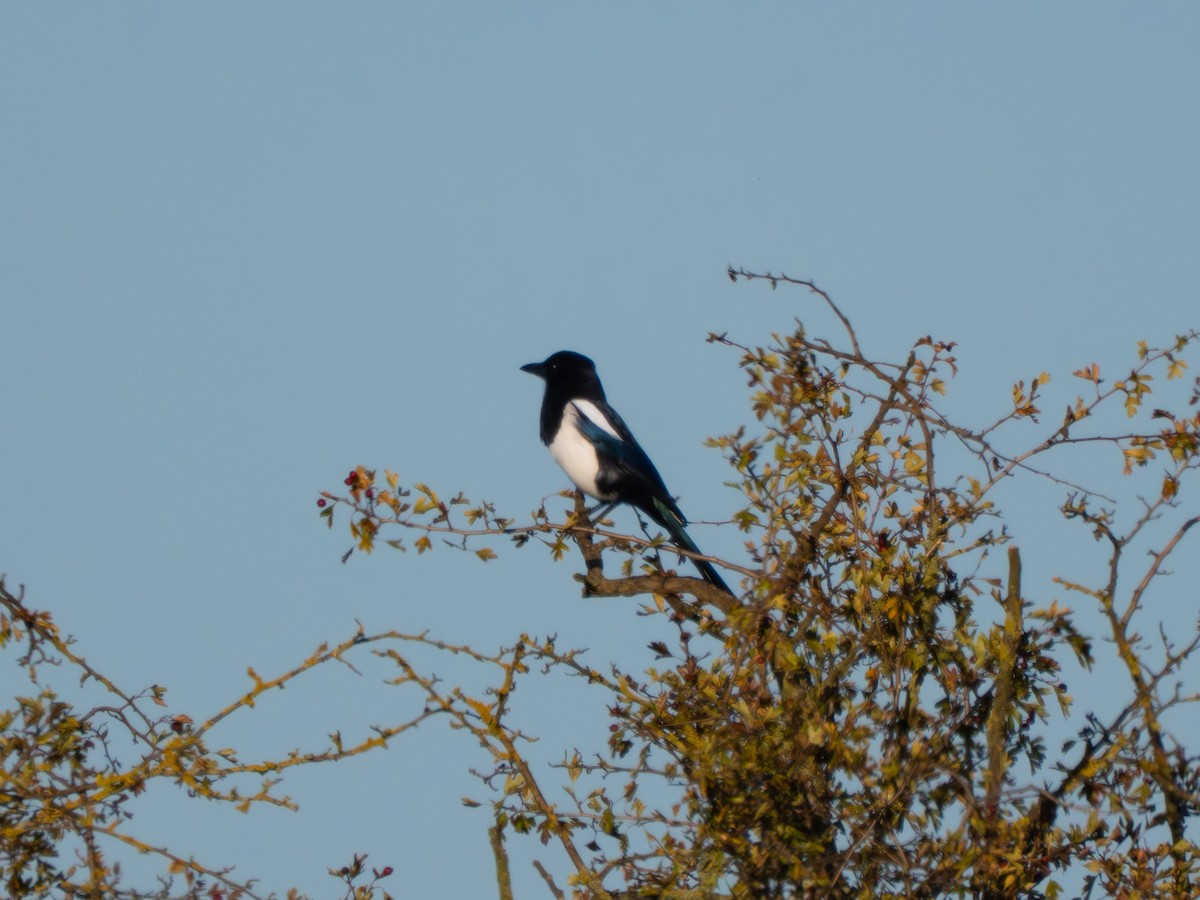 Алаг шаазгай - ML644542918