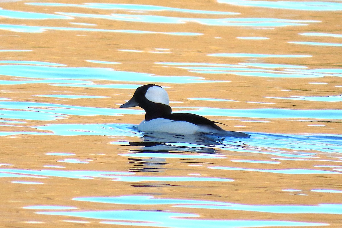 Bufflehead - ML644542922