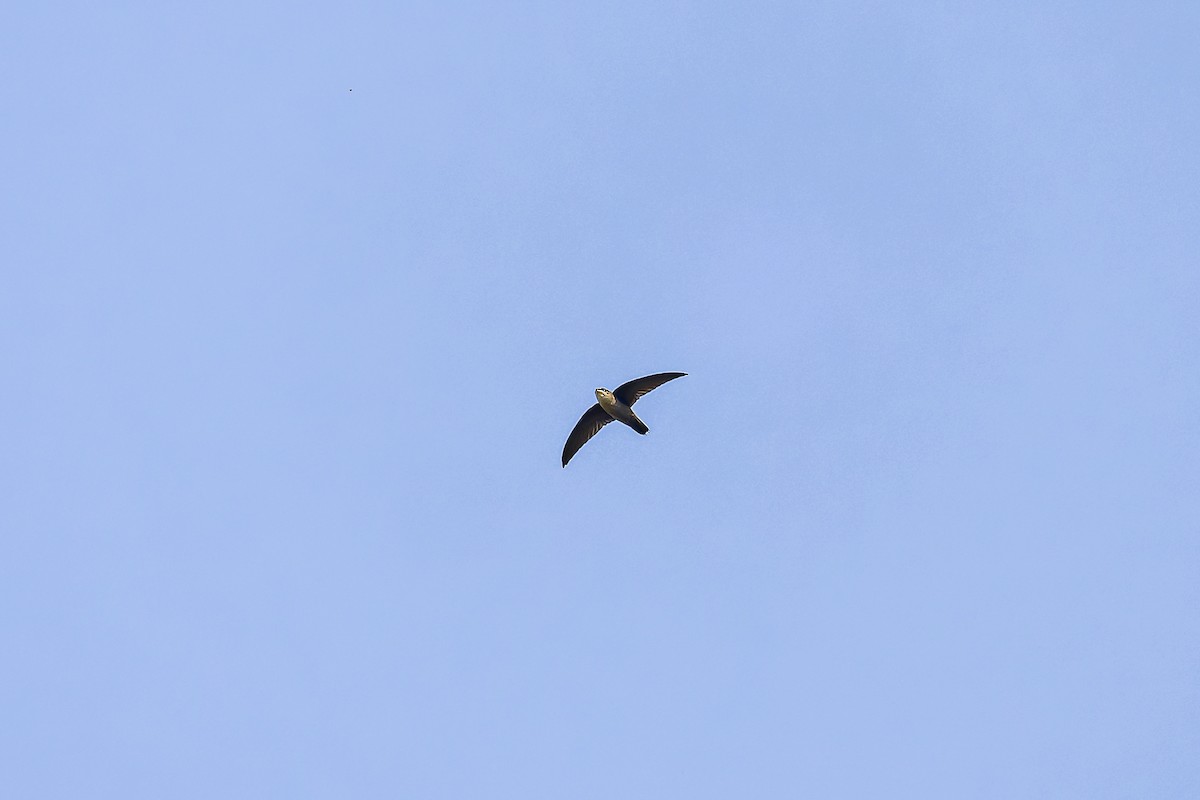 brunseiler - ML644542923