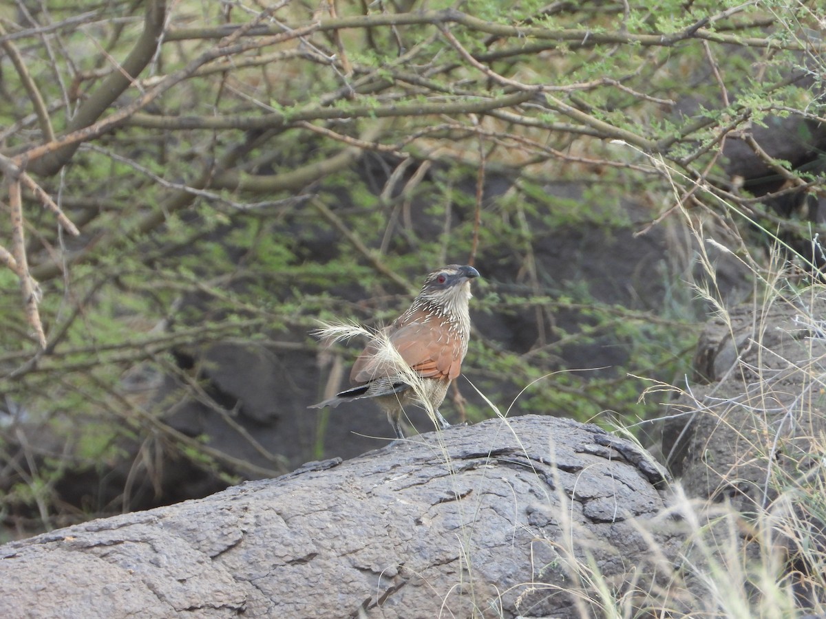 White-browed Coucal - ML644542925