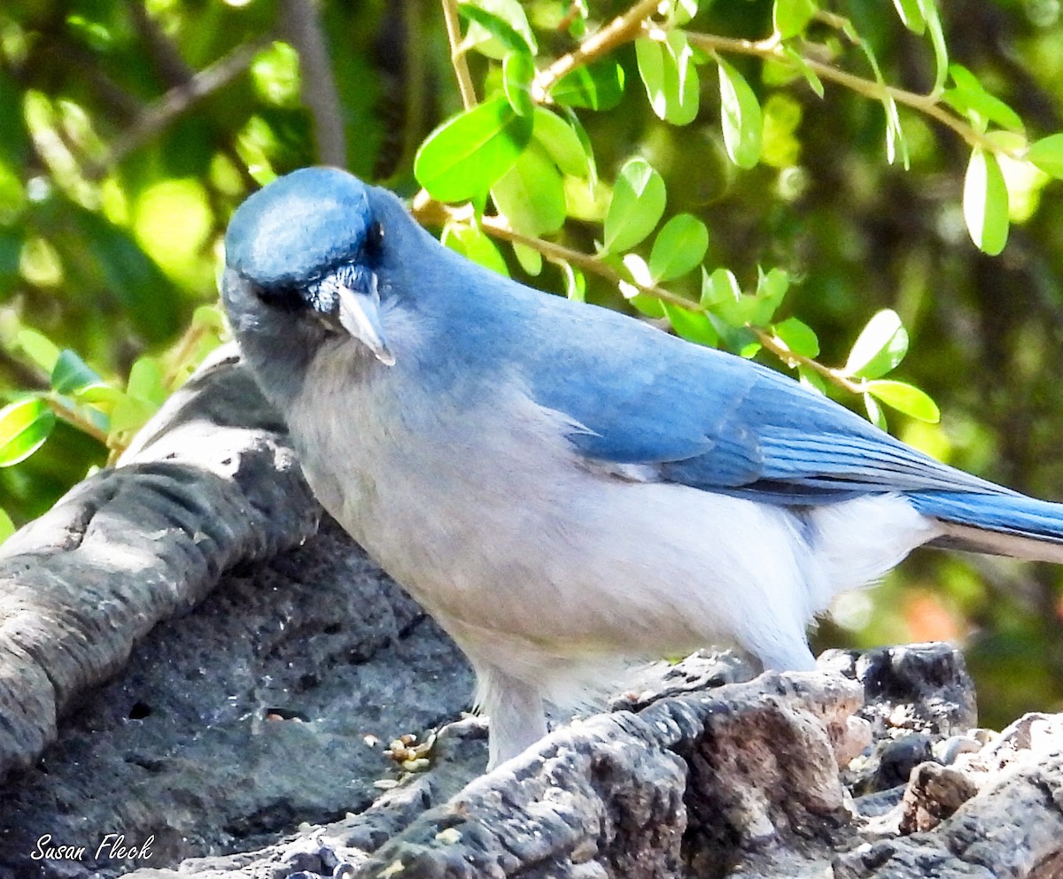 Mexican Jay - ML644542926