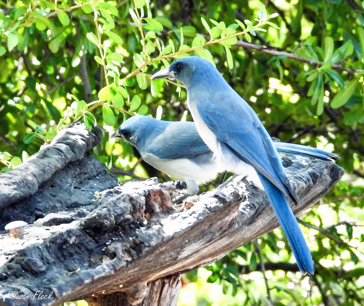 Mexican Jay - ML644542928
