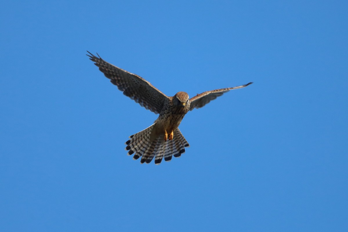 poštolka obecná - ML644542931