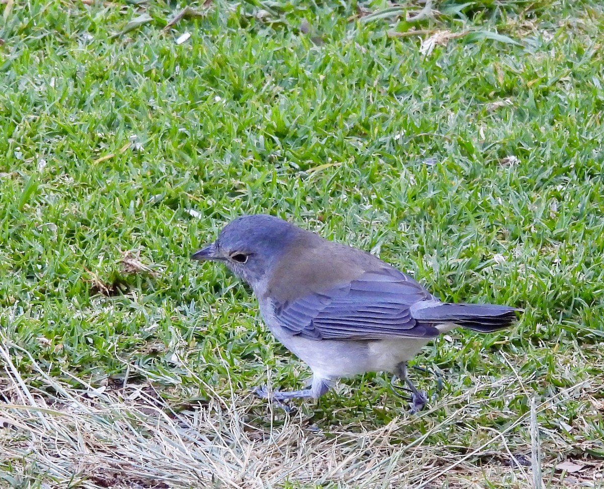 Gri Islıkçıardıç - ML644542934