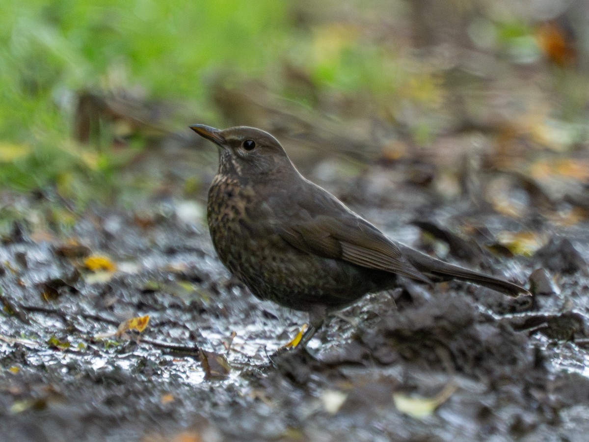 Хар хөөндэй - ML644542935