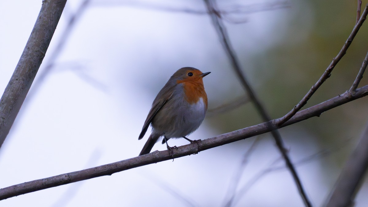 Өрнийн зээрд омруут - ML644542942