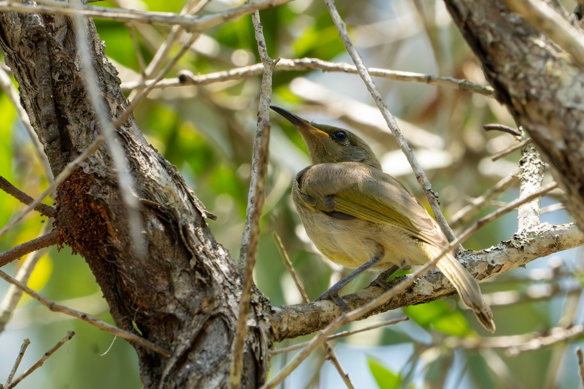 Brown Honeyeater - ML644542948