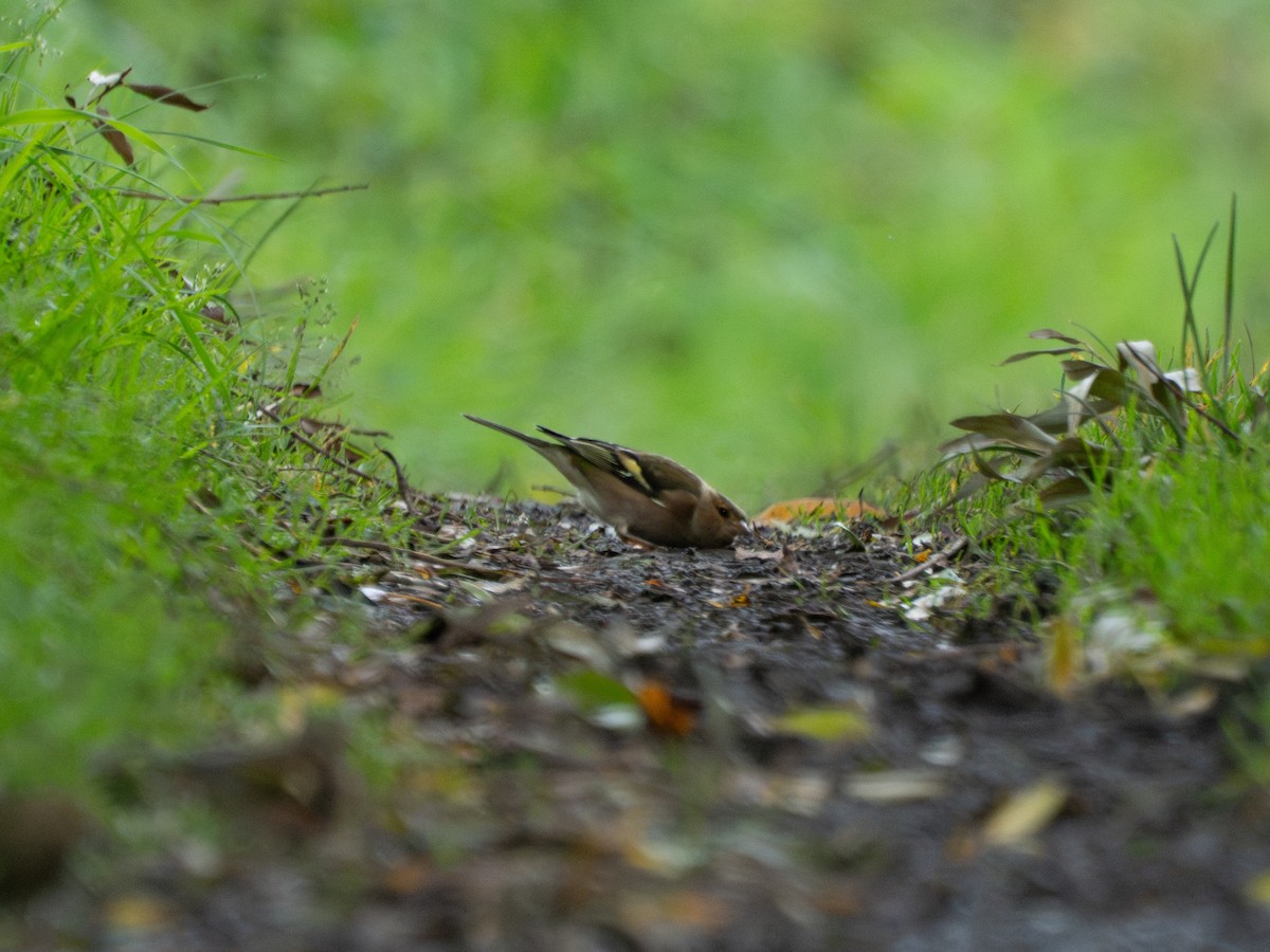 Дуулгат бужирга - ML644542949