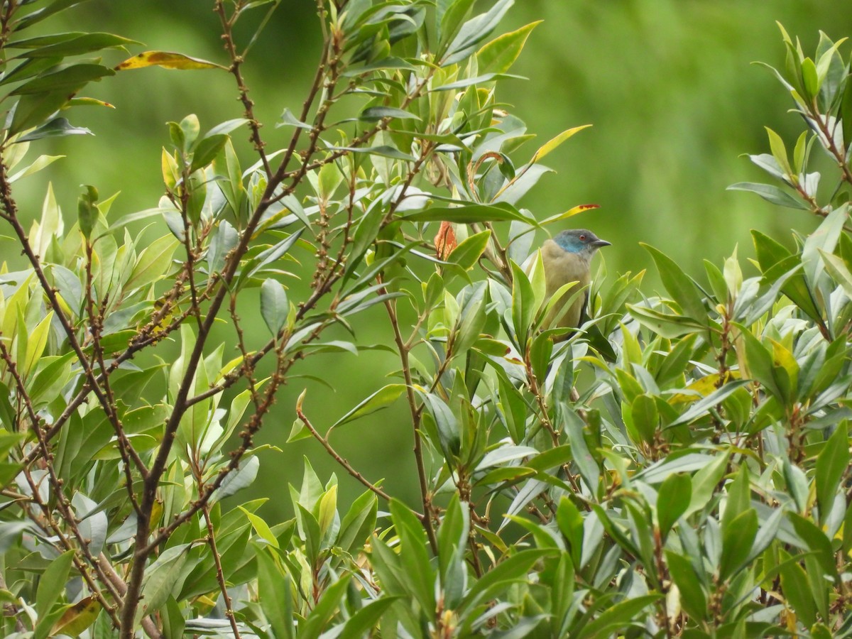 Scarlet-thighed Dacnis - ML644542950