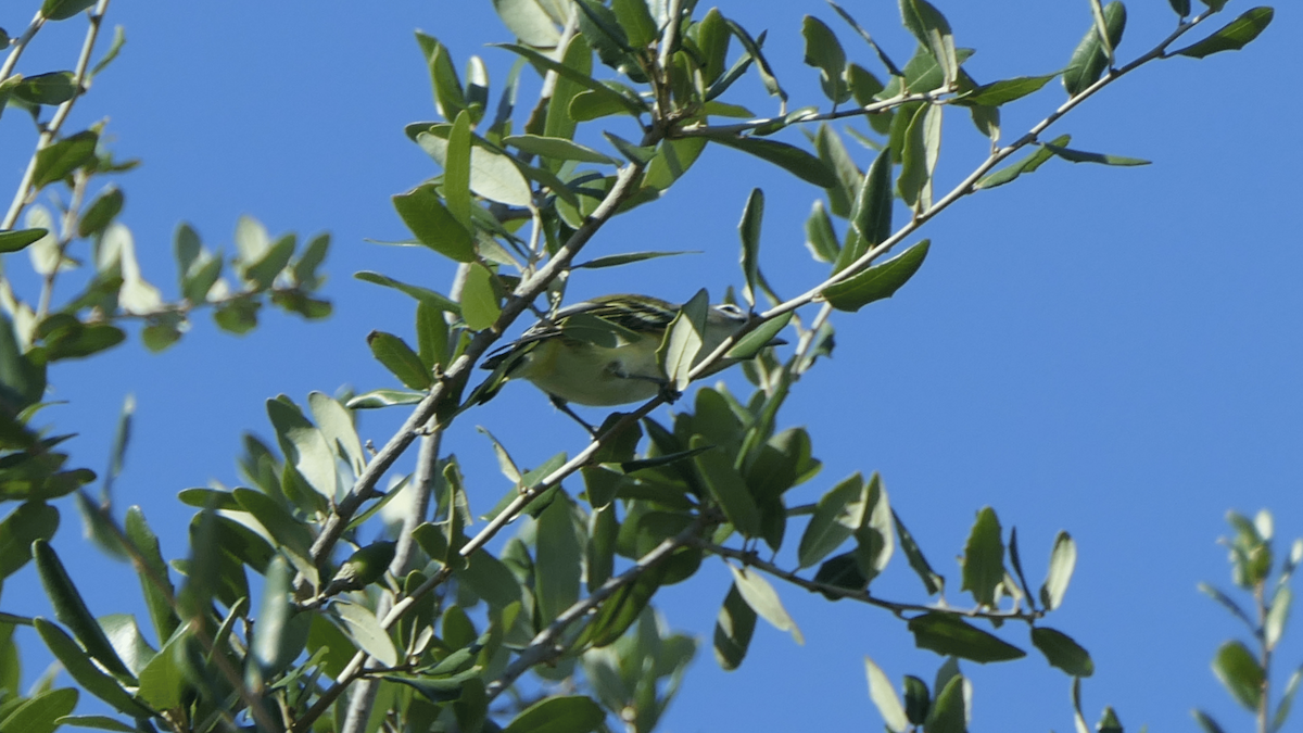 Viréo à tête bleue - ML644542956