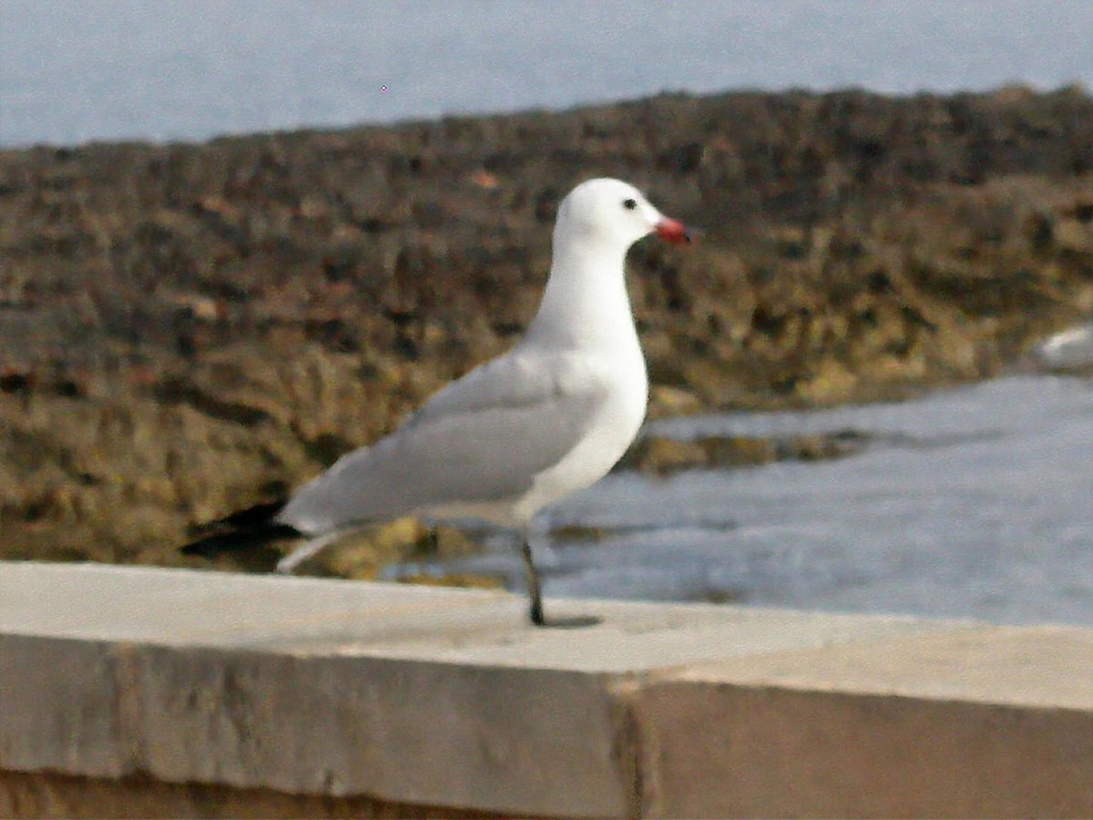Goéland d'Audouin - ML644542961