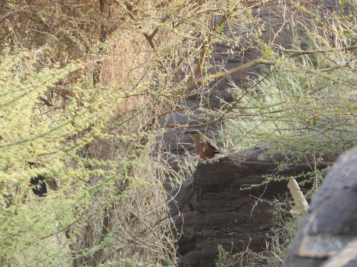 White-browed Coucal - ML644542967