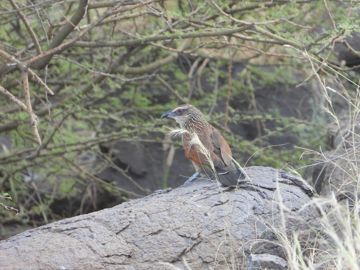 White-browed Coucal - ML644542968