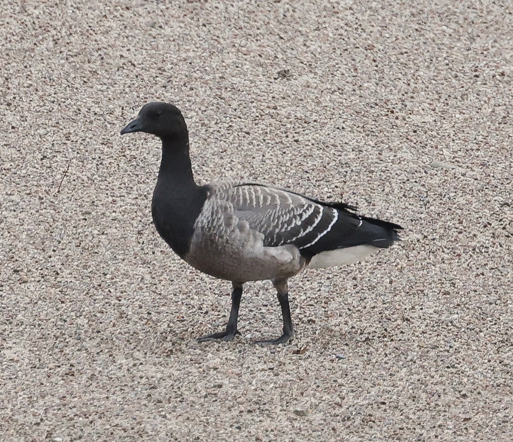 Хар толгойт галуу - ML644542972