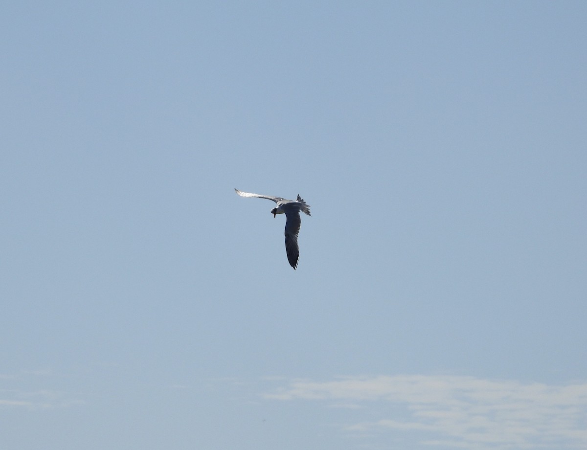 Caspian Tern - ML644542984