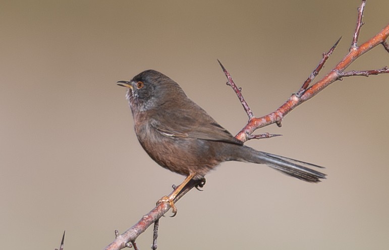 Etze-txinboa - ML644542986