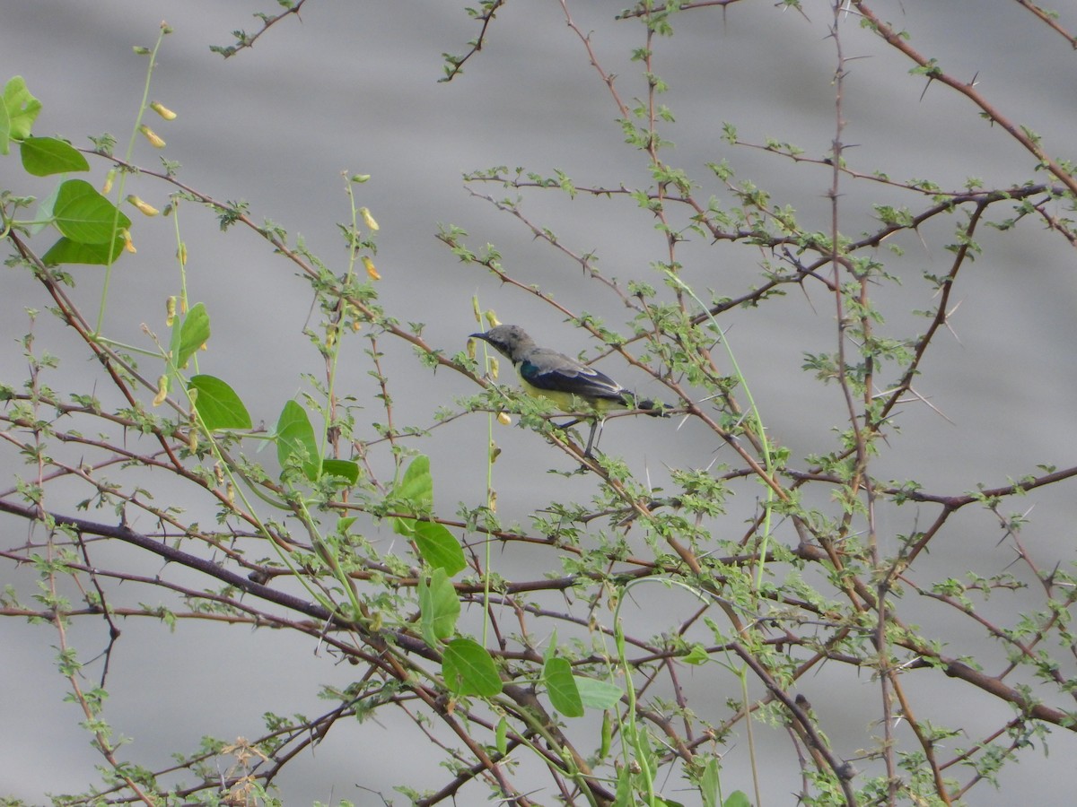 Nile Valley Sunbird - ML644543000