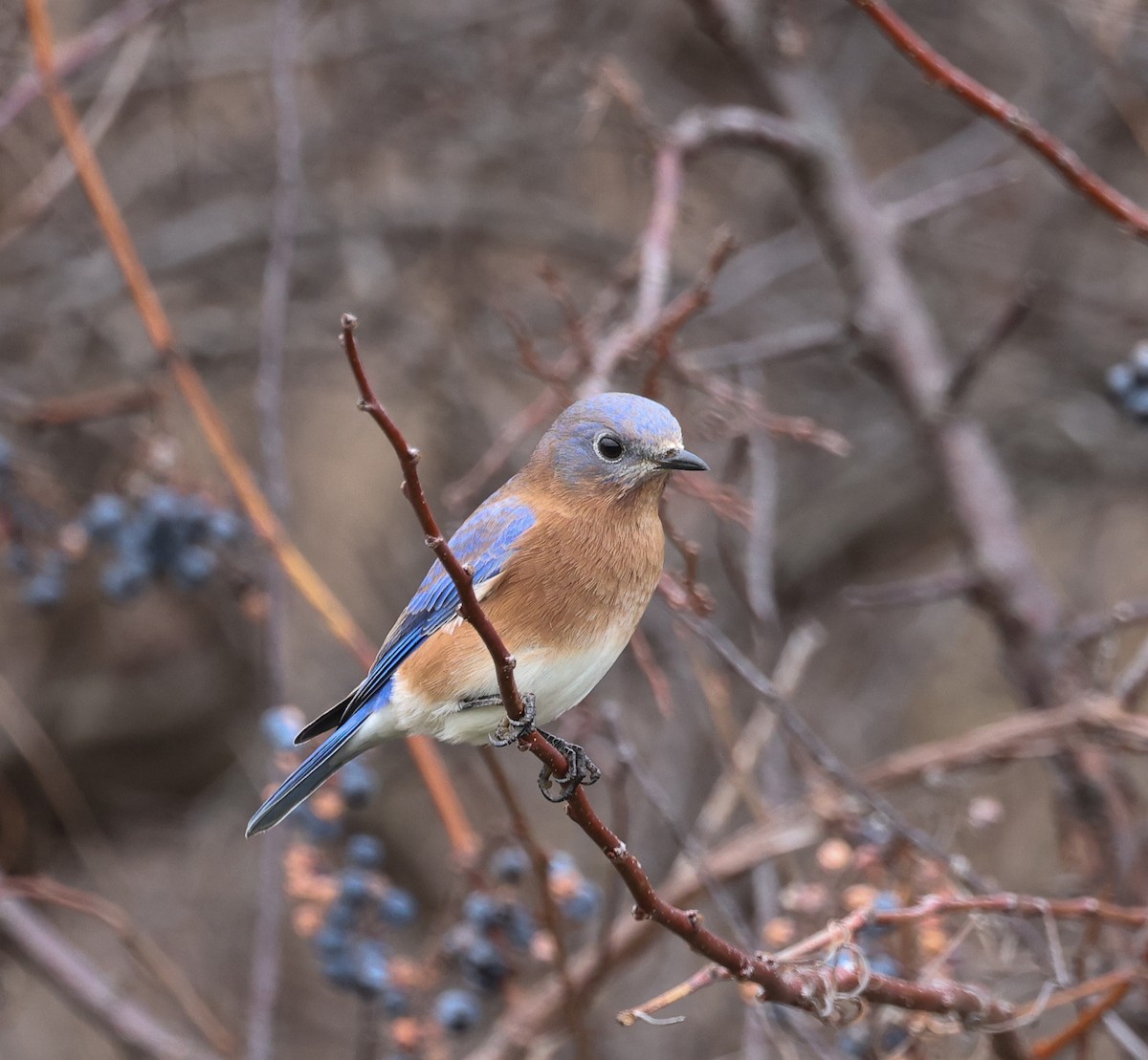 Eastern Bluebird - ML644543005