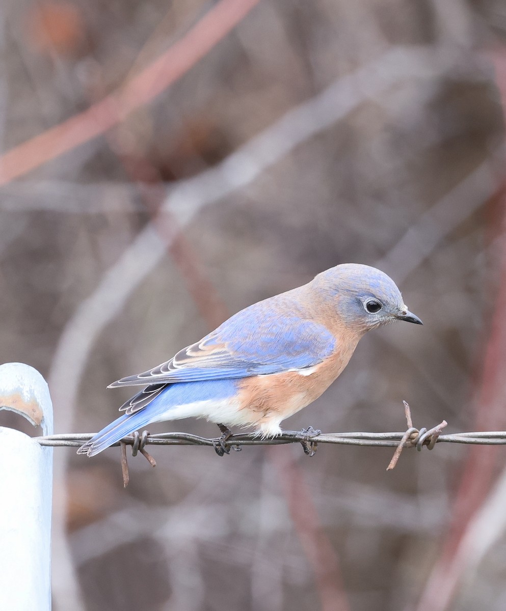 Eastern Bluebird - ML644543007